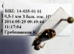 Tetramorium caespitum