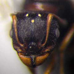 Tetramorium caespitum