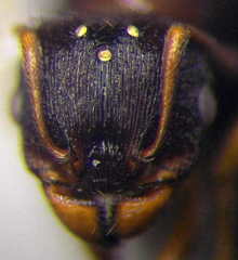 Tetramorium caespitum