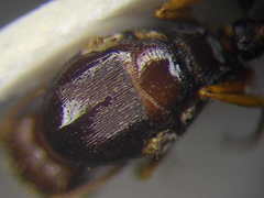 Tetramorium caespitum