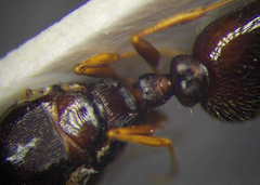Tetramorium caespitum