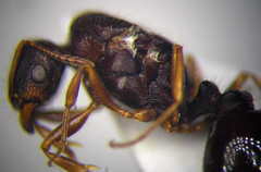 Tetramorium caespitum
