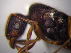 Tetramorium caespitum