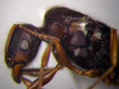 Tetramorium caespitum