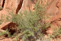 Prosopis pubescens
