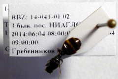 Tetramorium caespitum