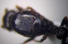 Tetramorium caespitum