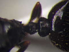 Tetramorium caespitum