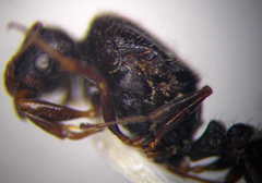 Tetramorium caespitum