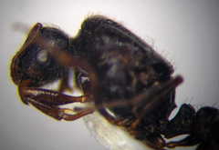 Tetramorium caespitum