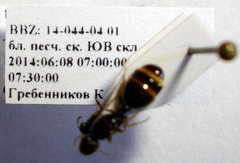 Tetramorium caespitum