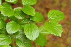 Viburnum ellipticum