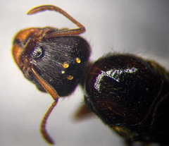 Tetramorium caespitum