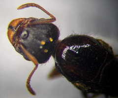 Tetramorium caespitum