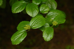 Viburnum ellipticum