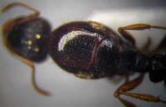Tetramorium caespitum