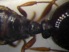 Tetramorium caespitum
