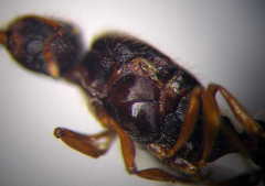 Tetramorium caespitum