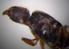 Tetramorium caespitum