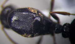 Tetramorium caespitum
