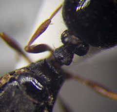 Tetramorium caespitum