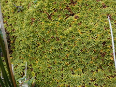 Bolax gummifera