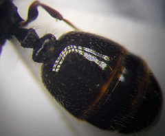 Tetramorium caespitum