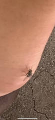 Diptera