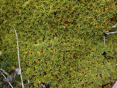 Bolax gummifera