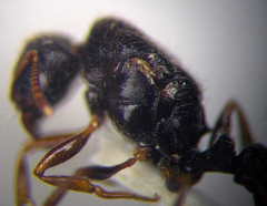 Tetramorium caespitum