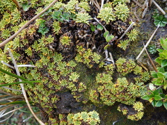 Bolax gummifera