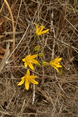 Bloomeria humilis