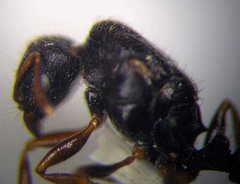 Tetramorium caespitum