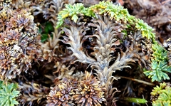 Bolax gummifera