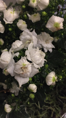 Magnoliopsida