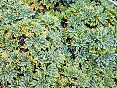 Bolax gummifera