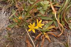 Bloomeria humilis