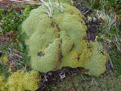 Bolax gummifera
