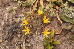Bloomeria humilis