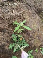 Spermacoce densiflora