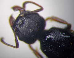 Tetramorium caespitum