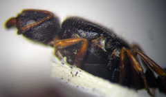 Tetramorium caespitum