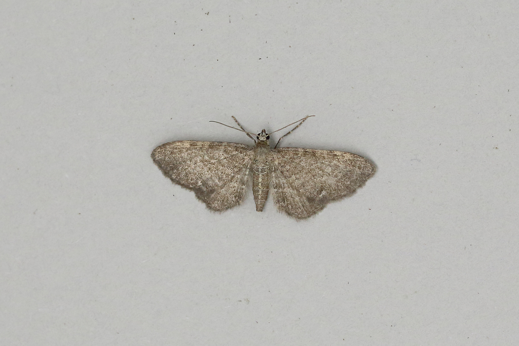 Valerian Pug