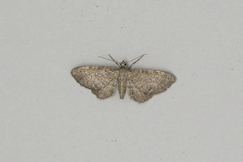 Valerian Pug