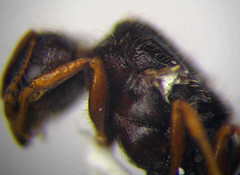 Tetramorium caespitum
