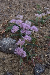 Allium anceps