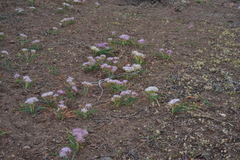 Allium anceps