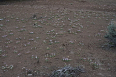 Allium anceps