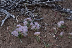 Allium anceps