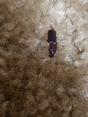 Stenomorphus